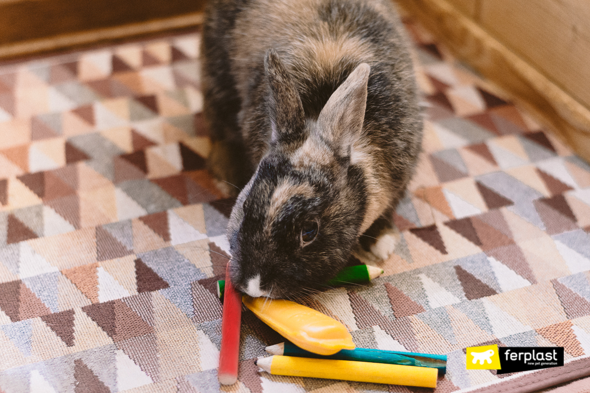 snack-ronger-lapin