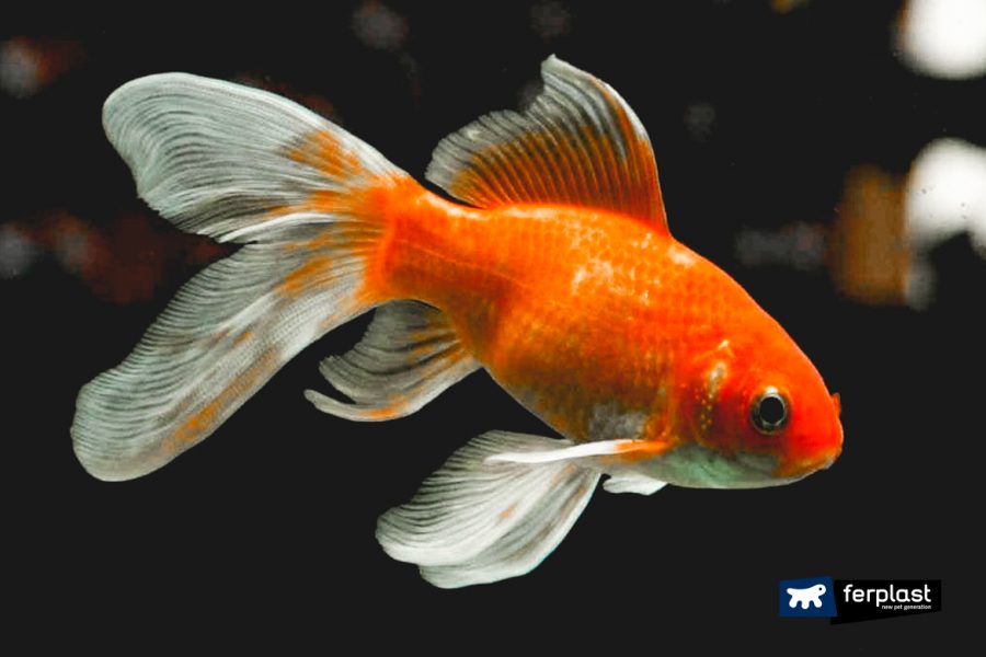 POURQUOI LE POISSON ROUGE DEVIENT BLANC ? LOVE FERPLAST