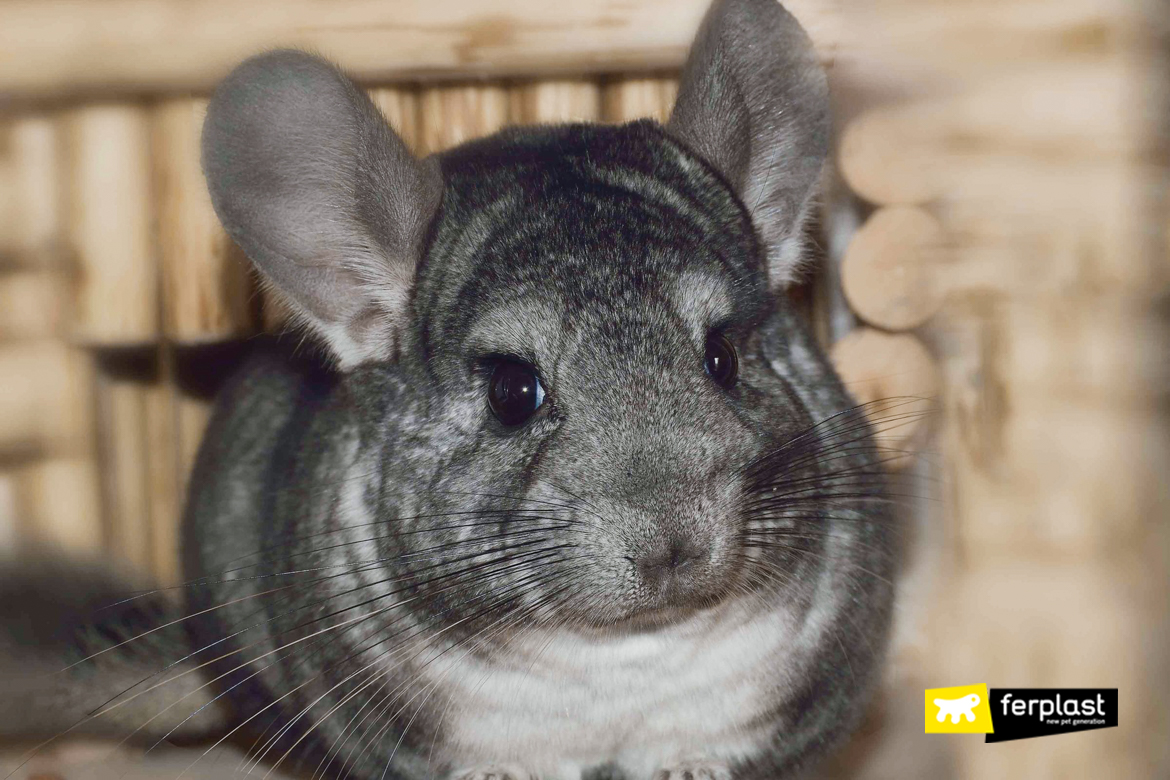 chinchilla cost