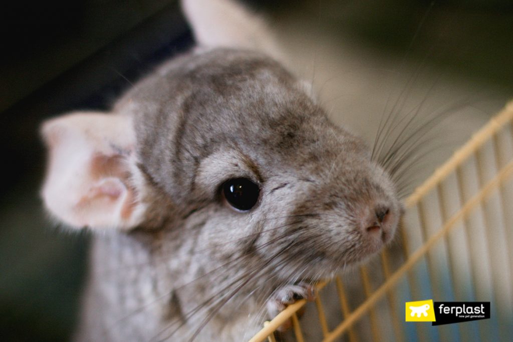 Chinchilla costs cheap