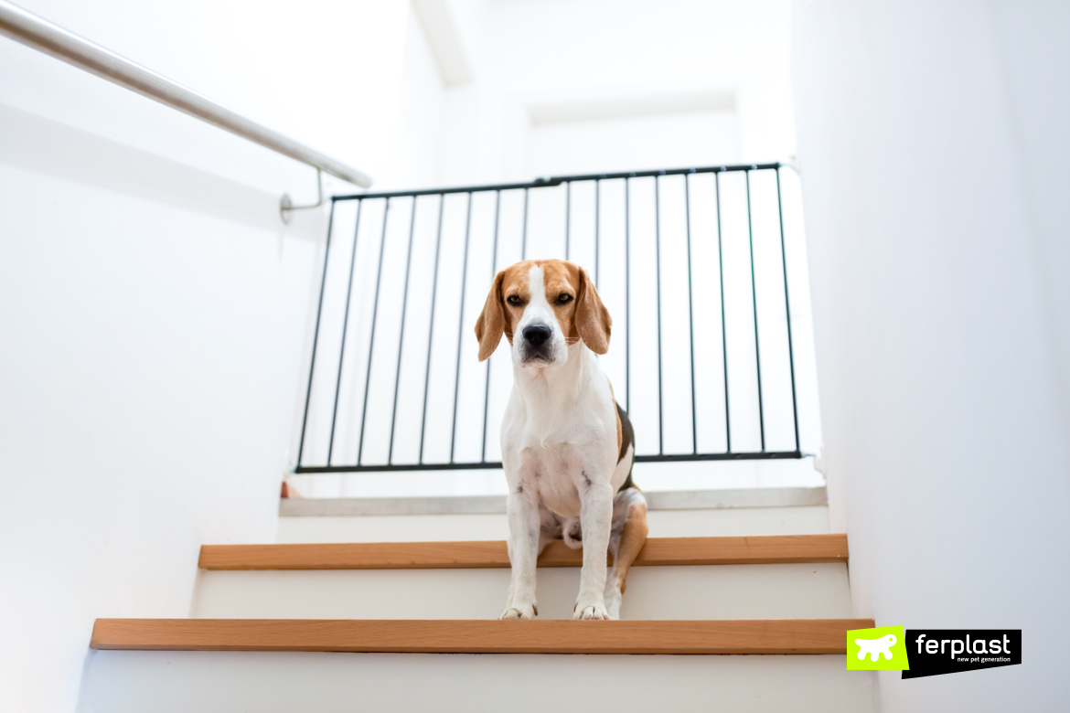 Cão beagle triste sentado na escada, caminho para o quarto bloqueado com barreira.