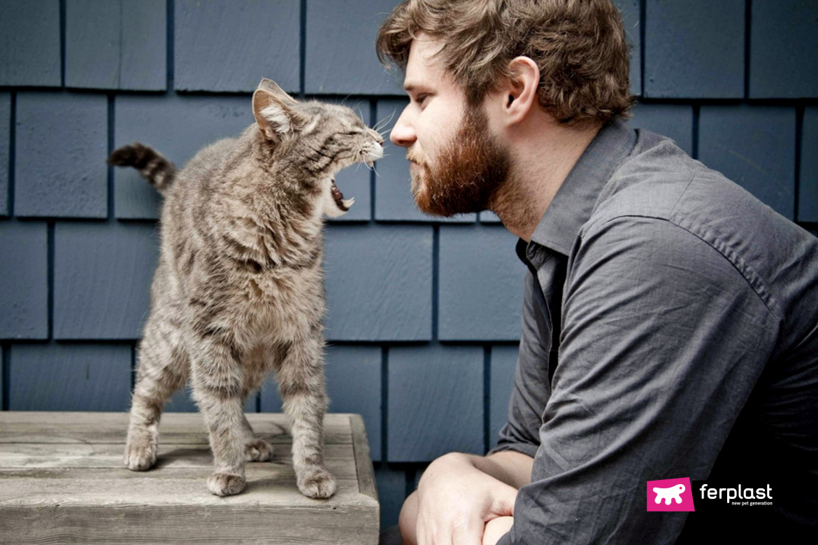 What Does It Mean When A Cat Is Screaming?