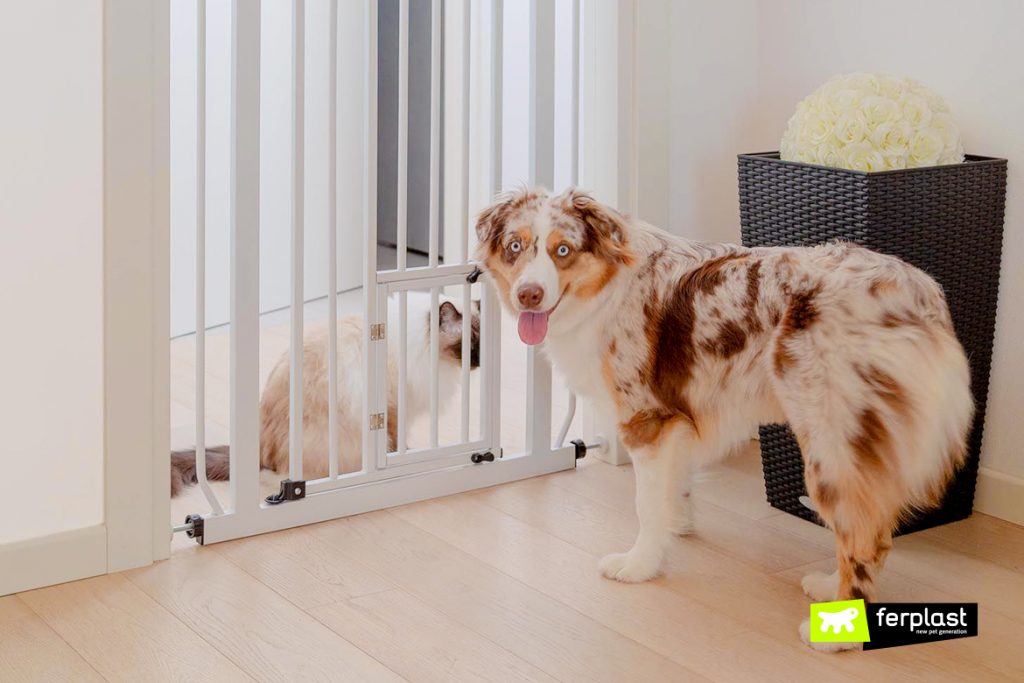 Dog At Home, How To Manage The Spaces With The Gate