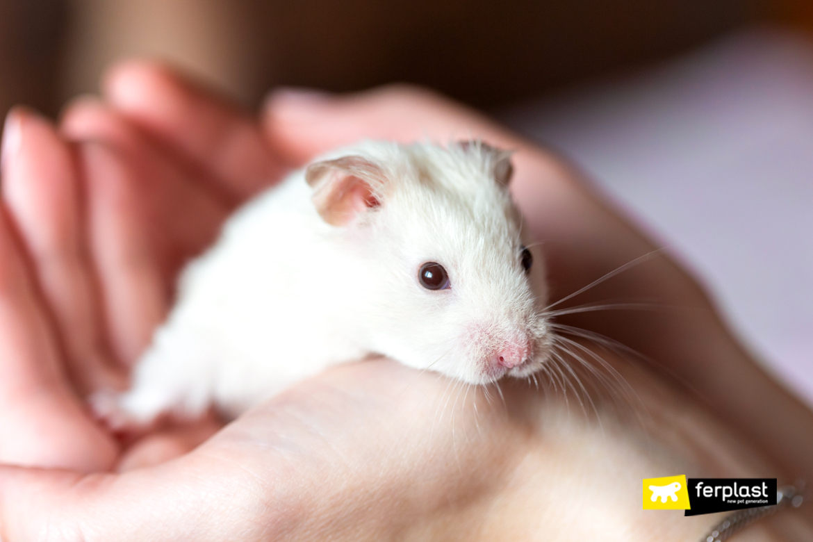 dwarf hamster running on wheel