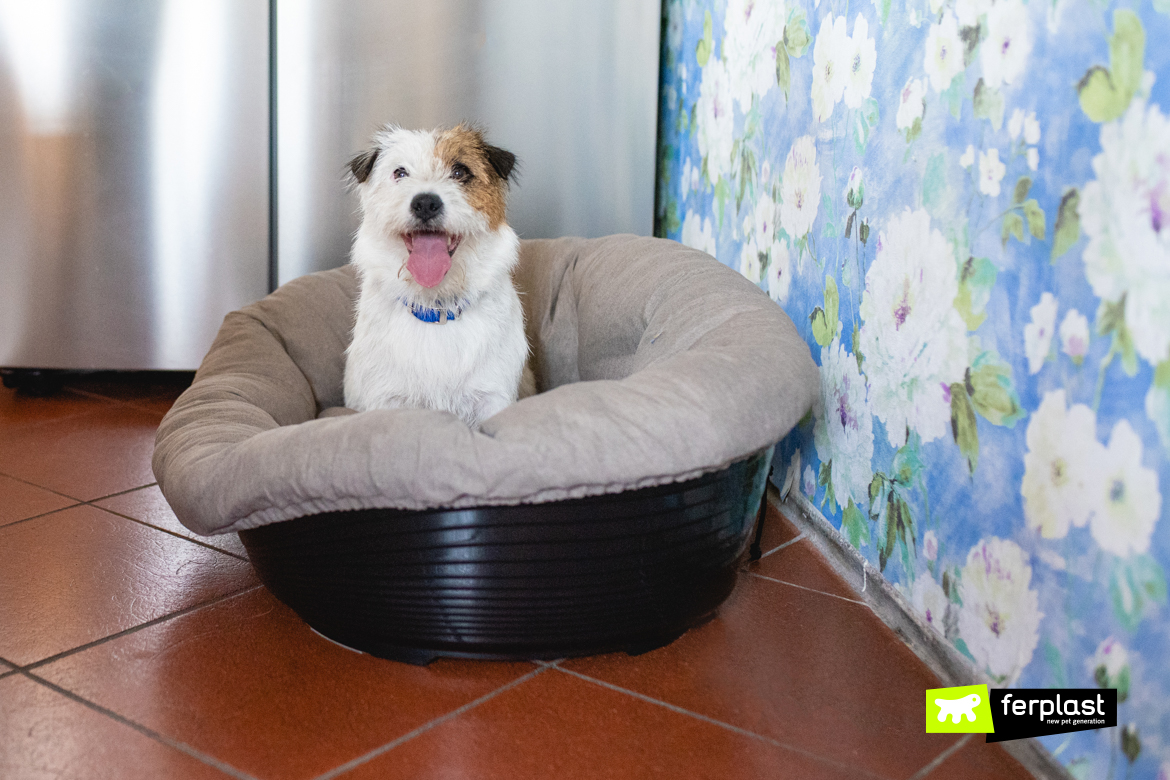 Migliori coperte e cuscini per cani: quali scegliere - ArcaMagazine