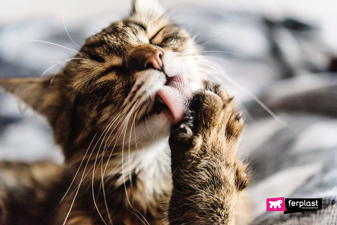 chat perd des motifs de taches de poils