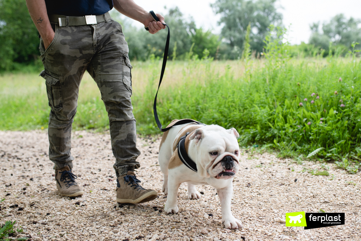 après midi promenade avec chien