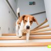 Почему Собаки Боятся Лестниц?