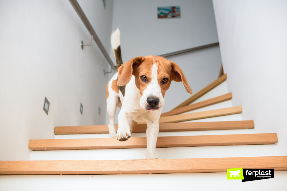 Как закрыть лестницу от собаки