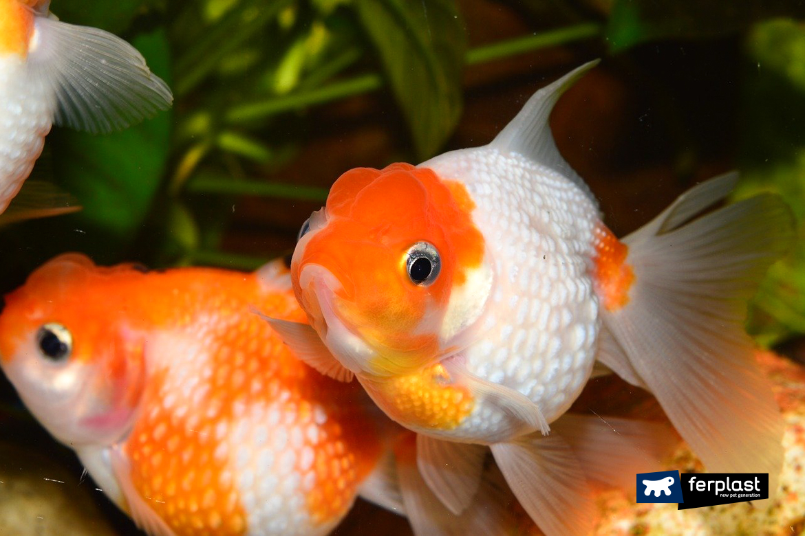 почему красная рыба меняет цвет