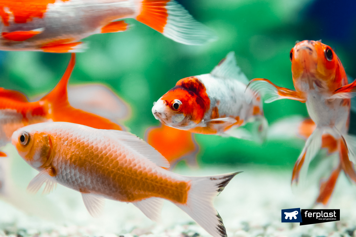 Why Does Goldfish Fish Become White? Curious Facts