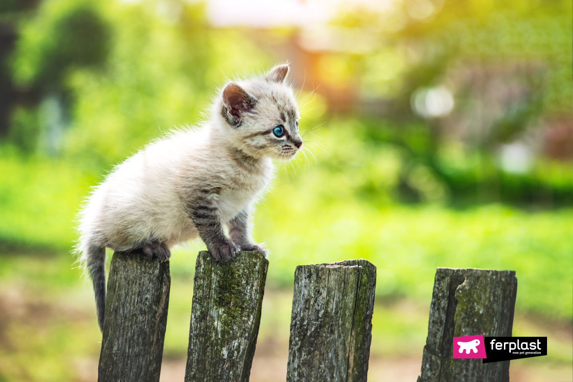 Desmame de Gatos: Com qual idade deixam de amamentar?