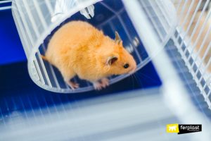 How long does a hamster live? Factors That Influence His Life