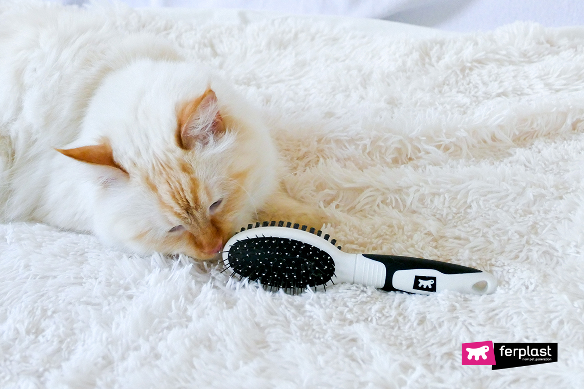 brosse ferplast pour chats