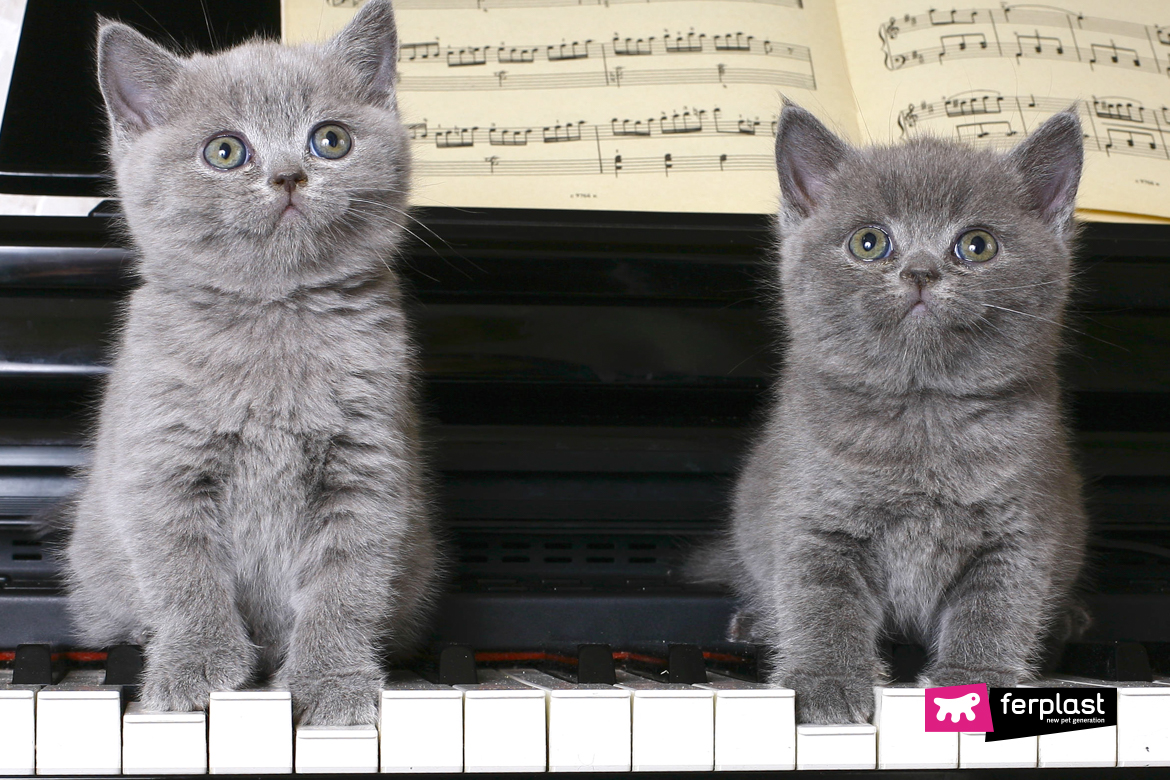 Dois gatinhos acima do piano