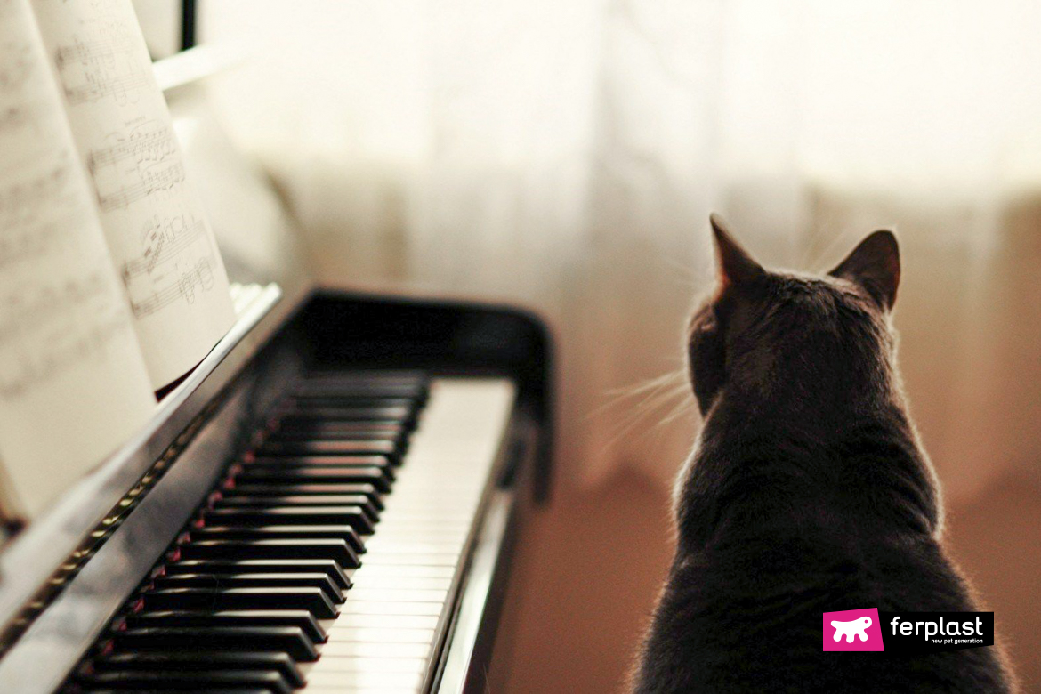 Gato preto na frente do piano