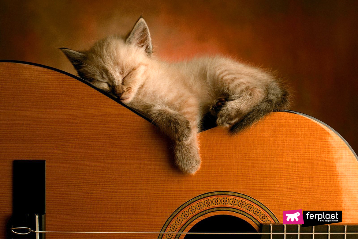 Gattino dorme sopra la chitarra