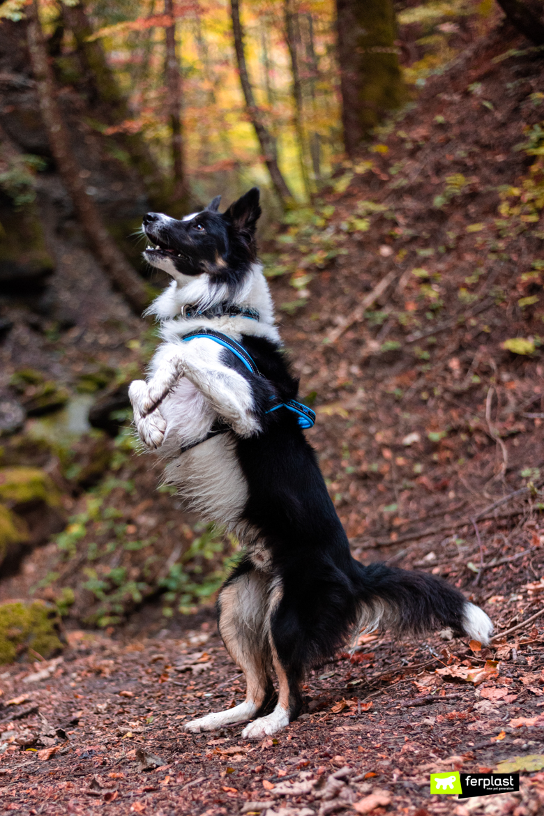 Border collie Attila ferplast ambassador sport dog