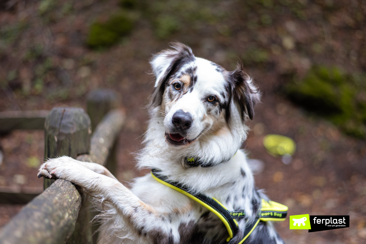 Australian shepard Ferplast ambassador