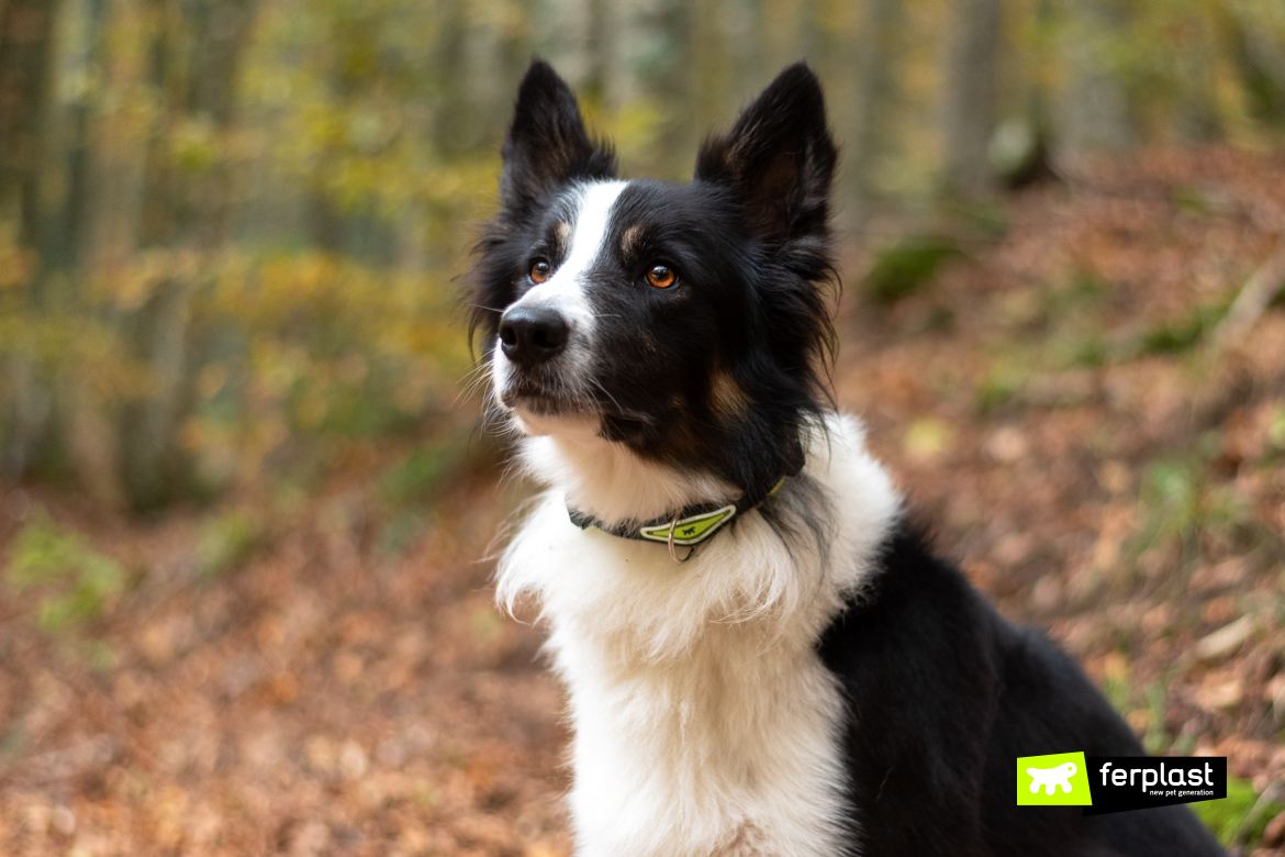 Border-collie-attila-ferplast-ambassador