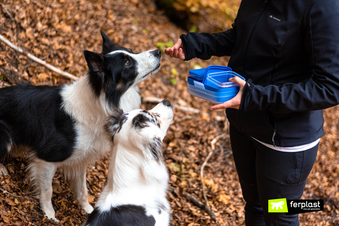 Australian shepard border collie ferplast ambassador amistade