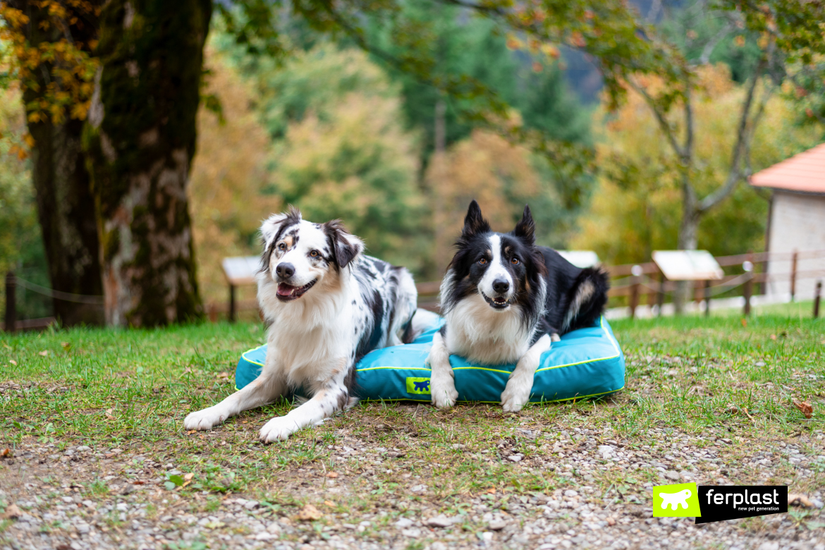 Australian shepard border collie ferplast ambassador almofada