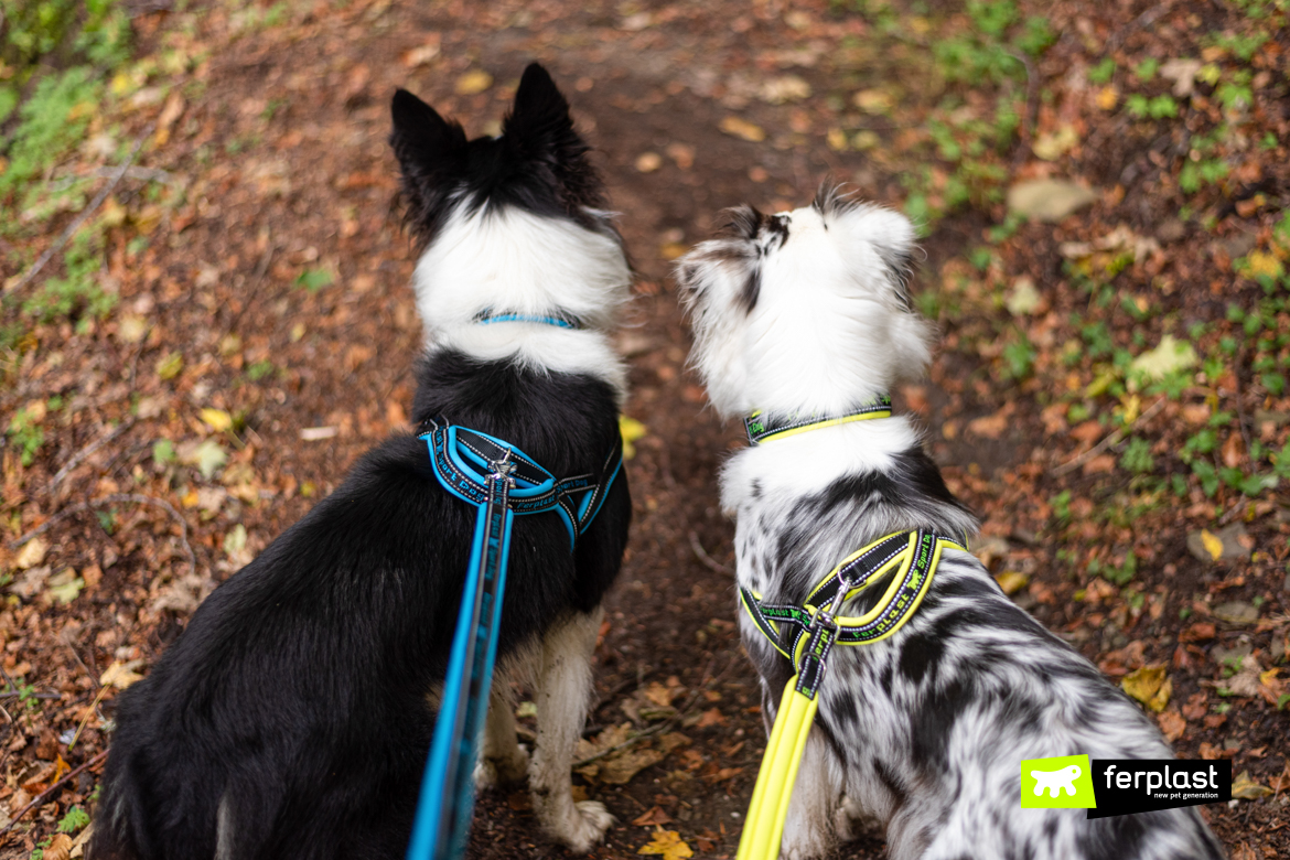 Australian shepard border collie ferplast ambassador amizade