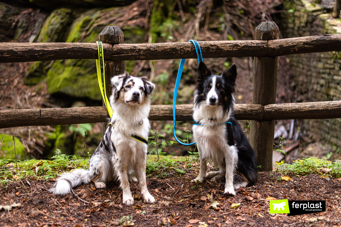 Australian shepard border collie ferplast ambassador amistade