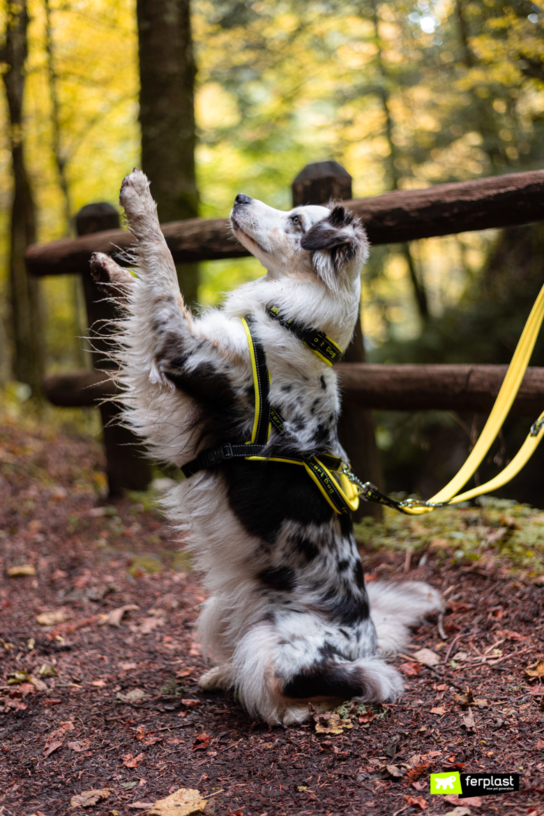 Australian shepard ferplast ambassador sport dog