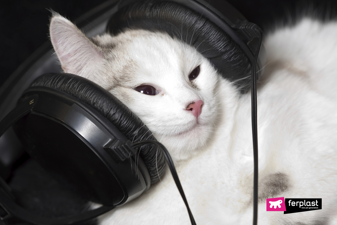 chat blanc casque musique classique musique relaxante