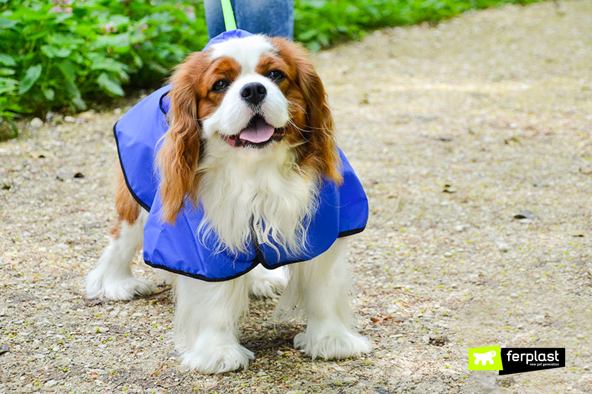 cavalier king charles spaniel dog appartement