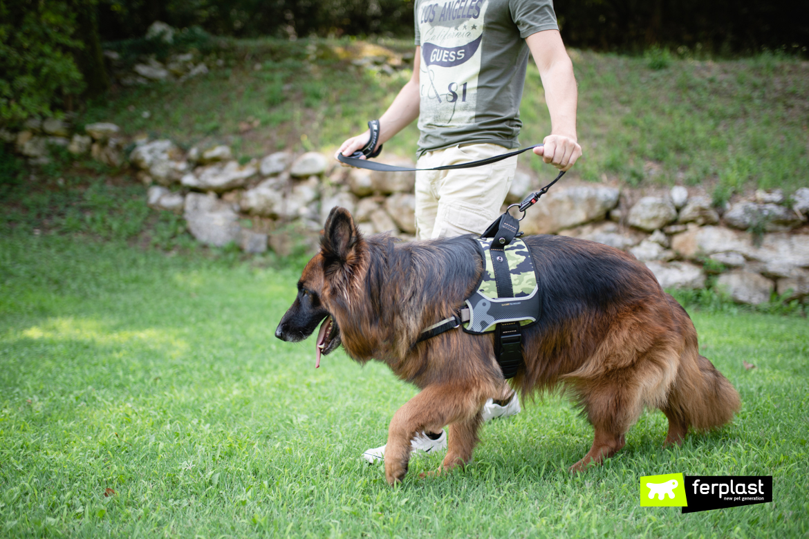 Coisas que cachorros odeiam