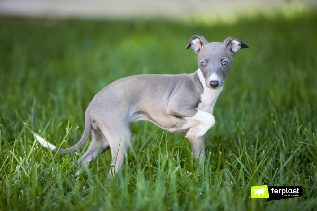Cani di Piccola Taglia Le razze fino ai 10 kg di peso Cani di Piccola Taglia Le razze fino ai 10 kg di peso