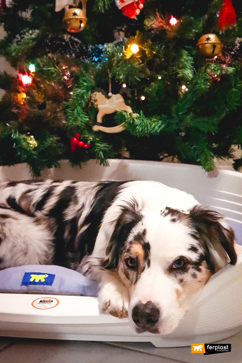 décorations de Noël collaboratives pour chiens