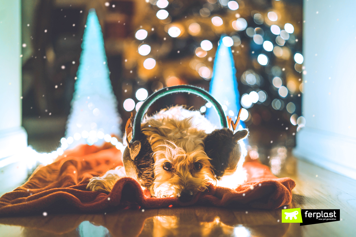 Musica-per-cani-di-natale-2020