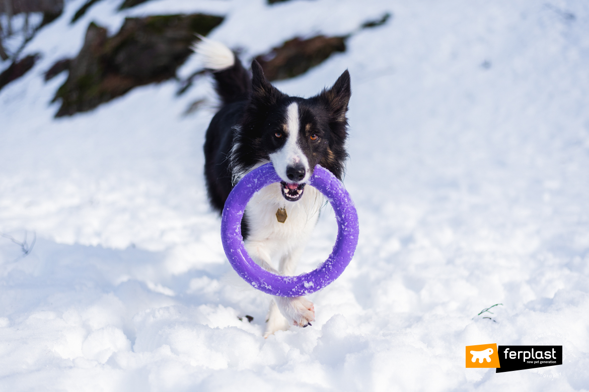 attila bordercollie ferplast ambassador