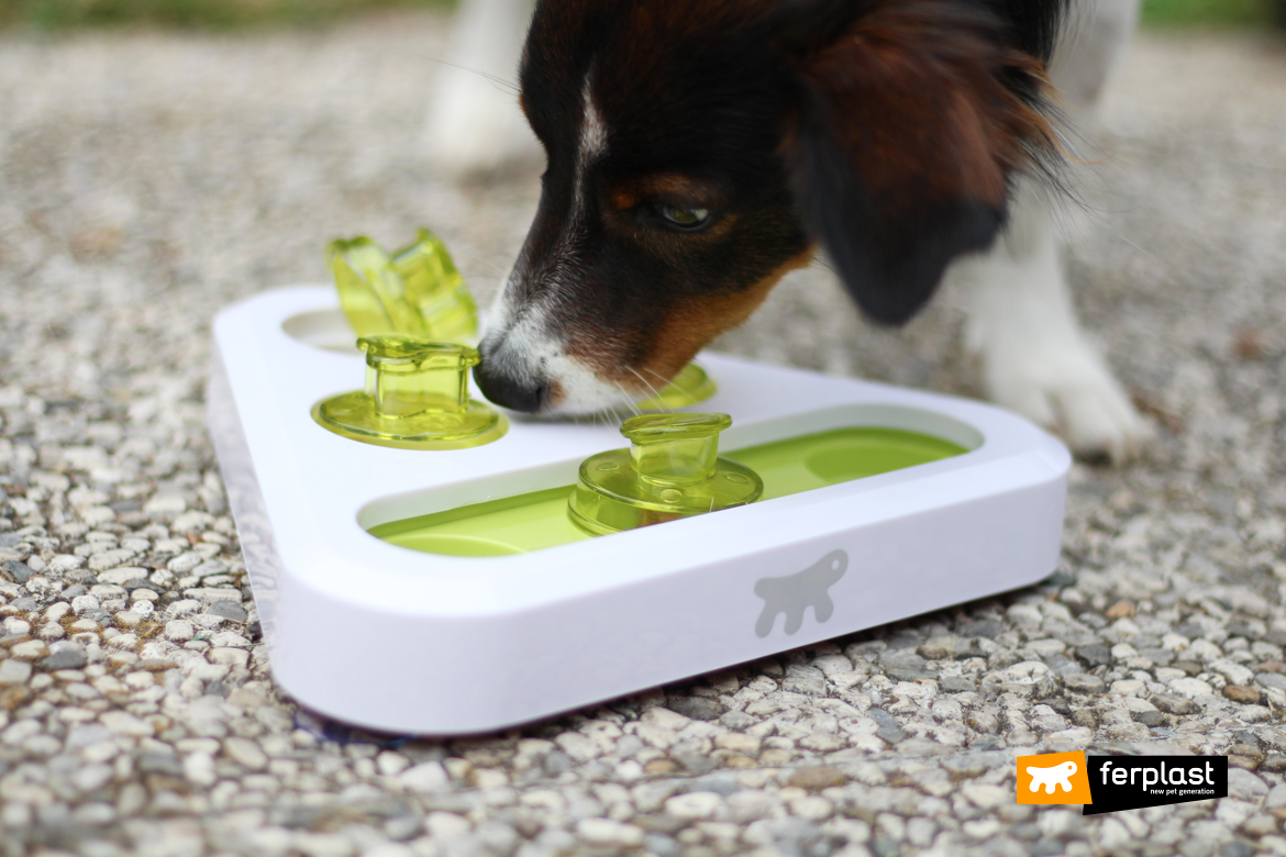 jouets pour chiens à fabriquer à la maison