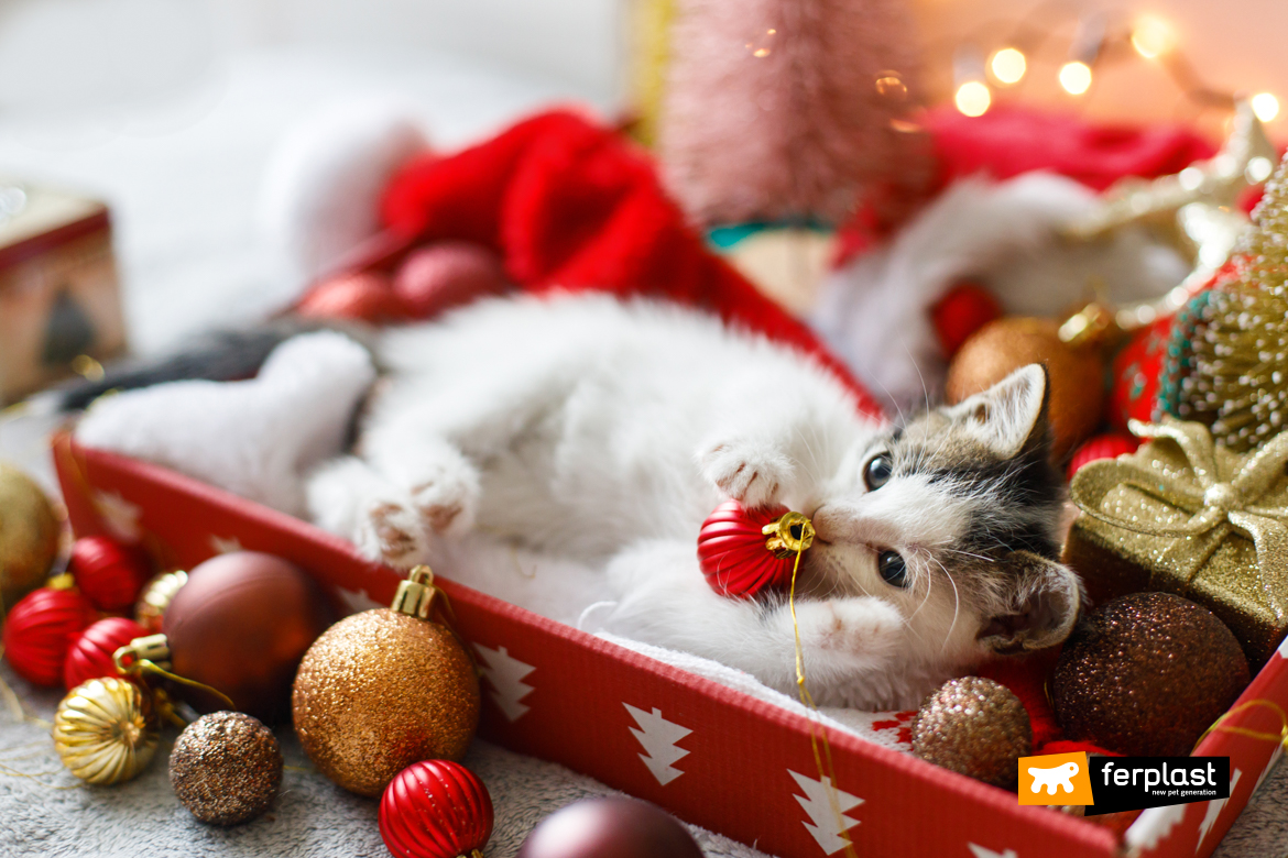 Gatinho adorável brincando com bugiganga de natal em uma decoração festiva