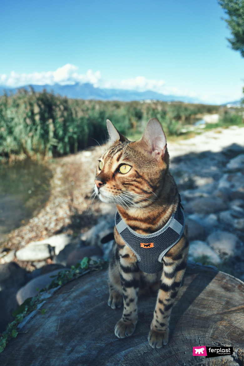 Alex Cat Bengal Instagram известный