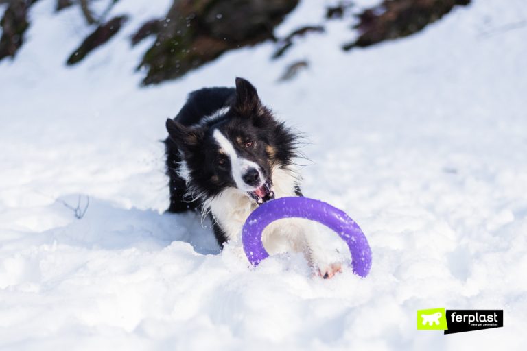 the-dog-eats-snow-when-to-worry