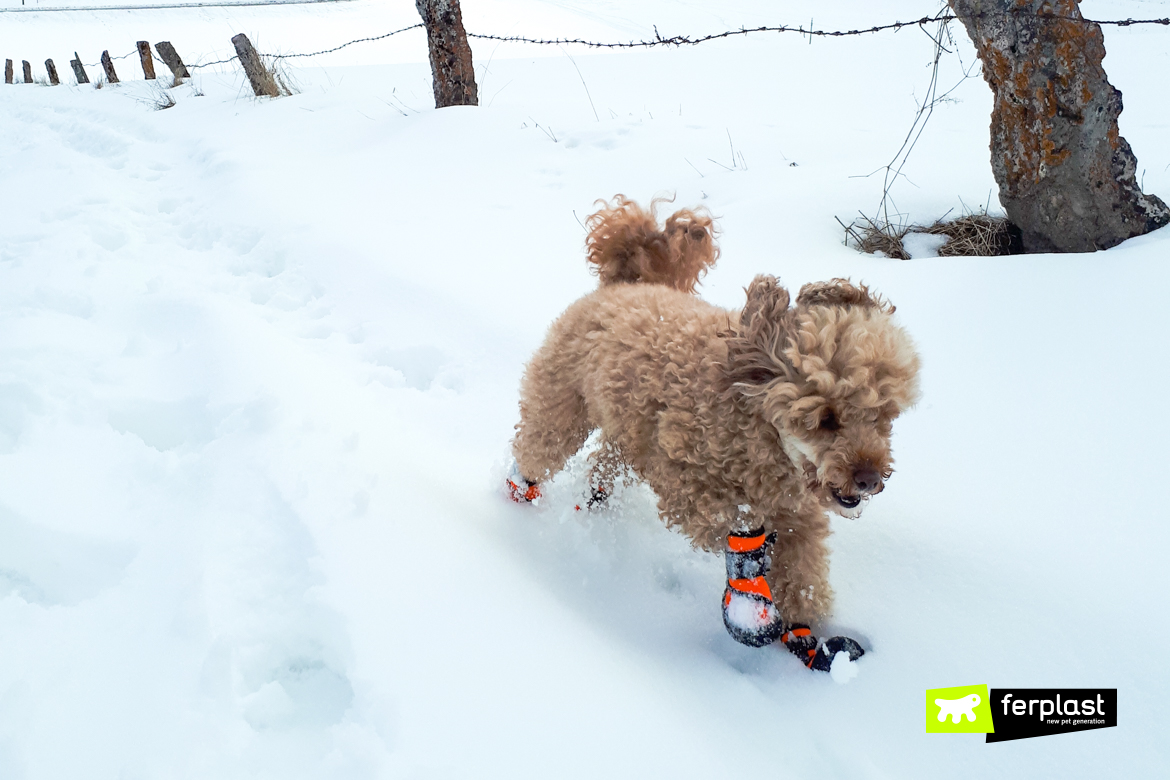 why do puppies eat snow