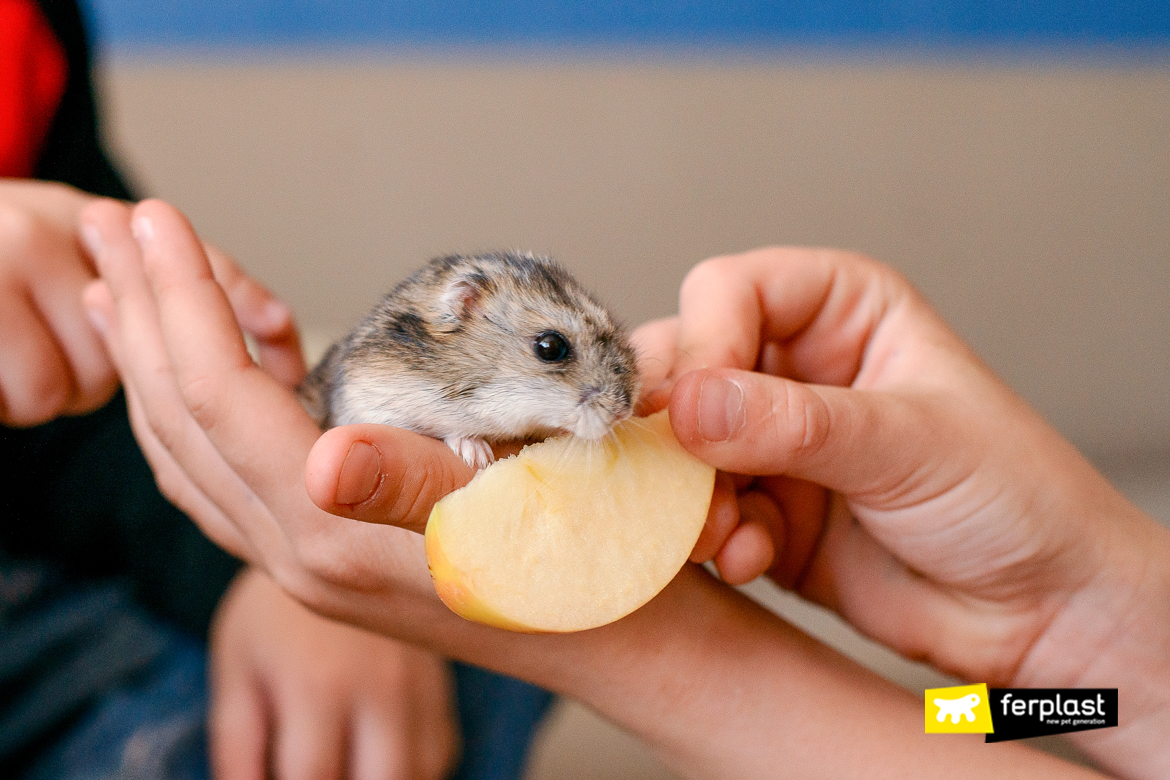 Syrian Hamster Lifespan: How Long Do They Live?