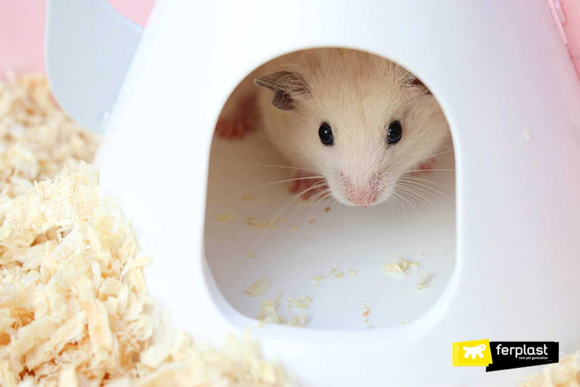 The Life Cycle of Hamsters - My Animals