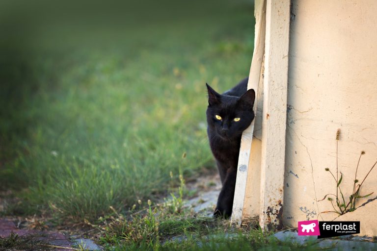 Come Aiutare Un Gatto A Ritrovare La Strada Di Casa