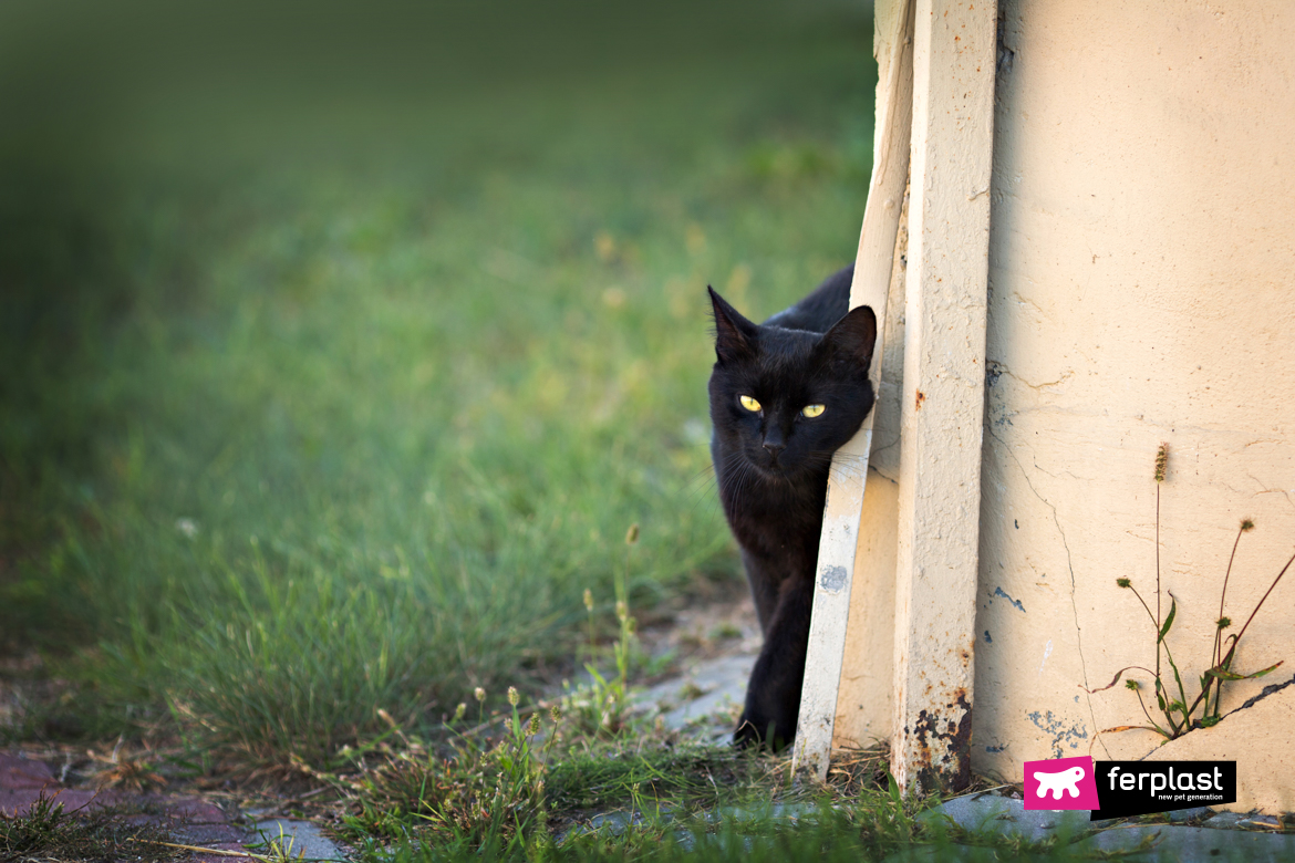 Comment Retrouver Un Chat Perdu Love Ferplast