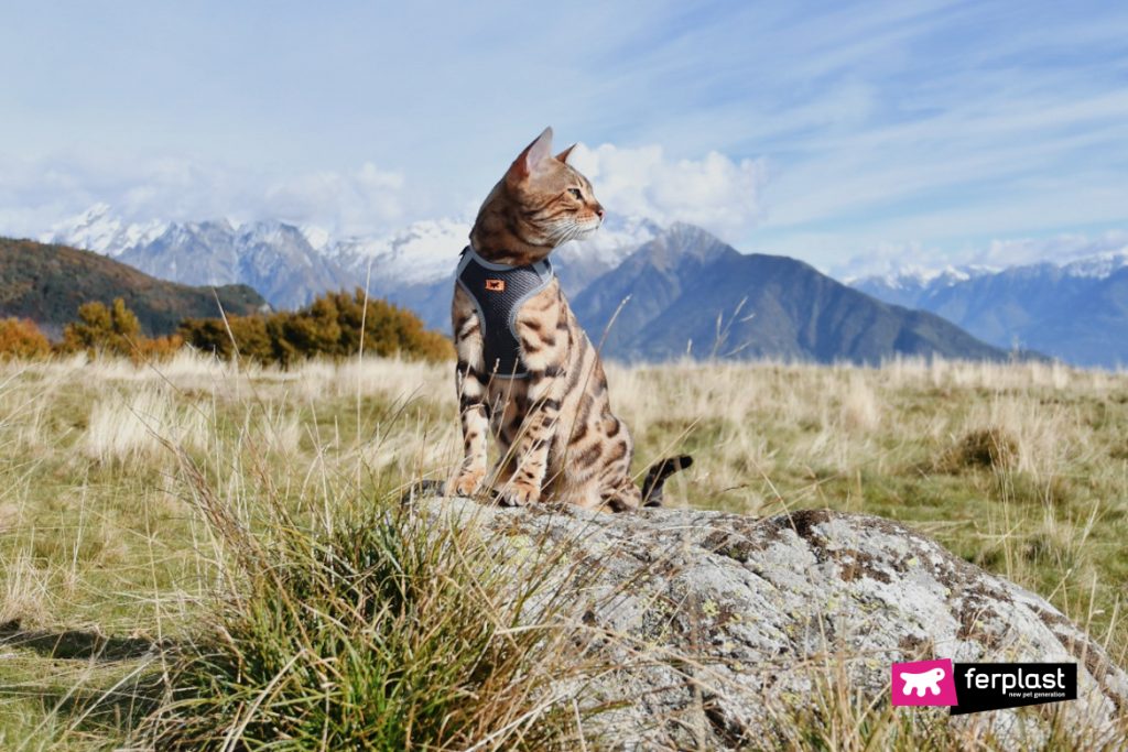 gatto del bengala curiosità