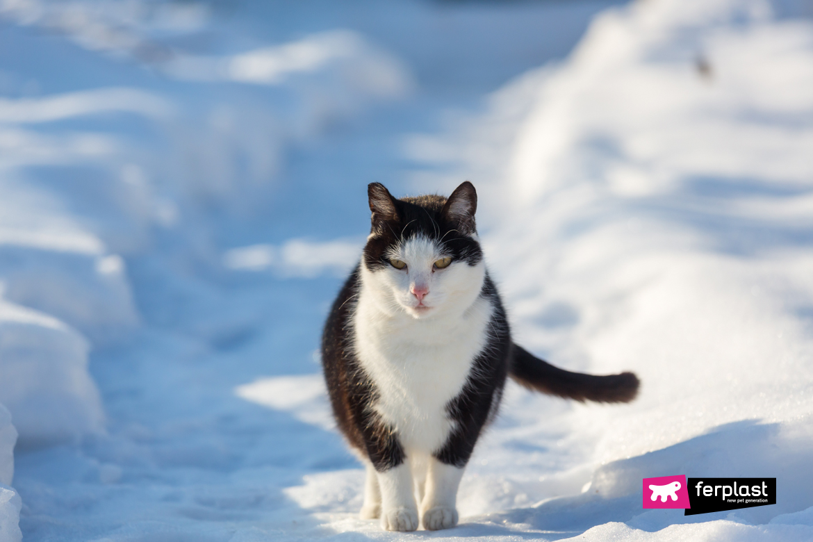 Фото Снежных Кошек