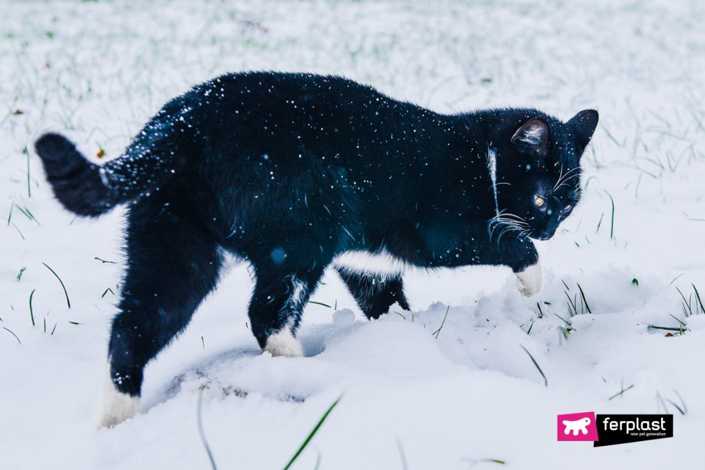 Gatti E Neve Come Si Comportano I Gatti Quando Nevica