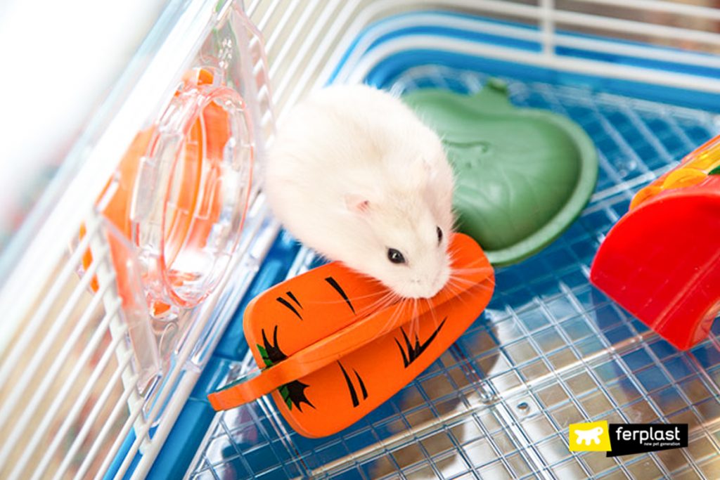 How Long Do Hamsters Live - A Complete Guide To Hamster Lifespan