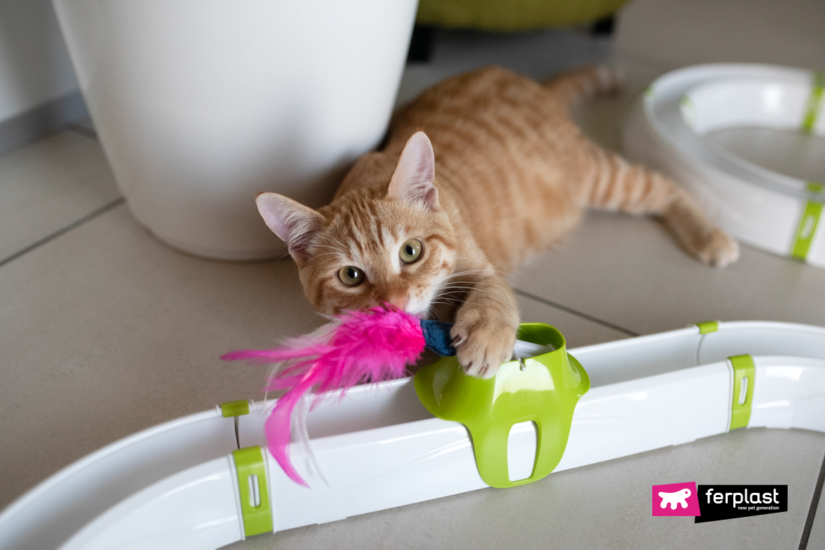Игры для кошек и котов: 12 идей, во что поиграть с кошкой | Читайте на Эльдоблоге